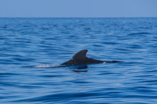 World Ocean's Day
