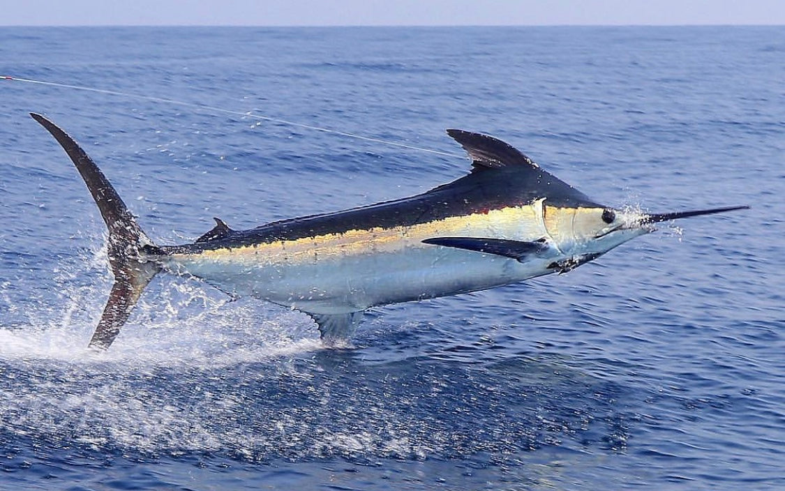 Blue Marlin Blue Marlin